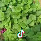 昌邑海尔卡萨帝001号店