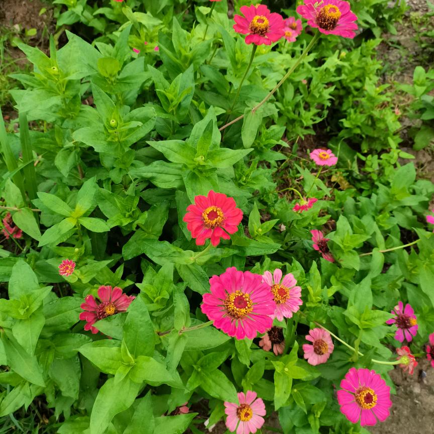 兰花草