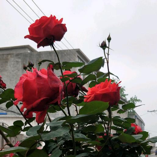 多和善良的人同伴