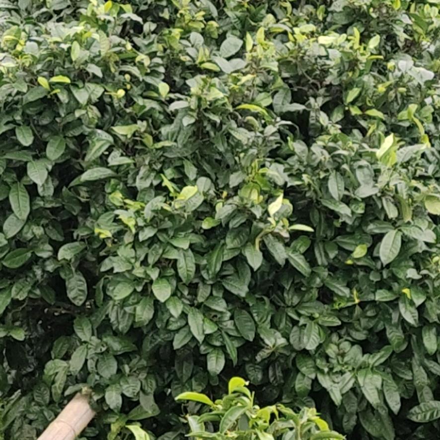 云县康香茶厂