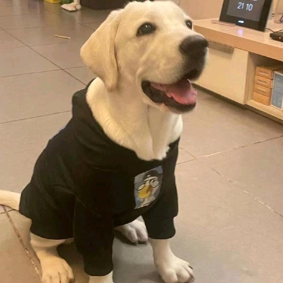 多多来了  