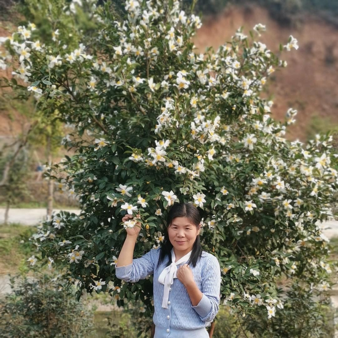 信阳恒大茗茶