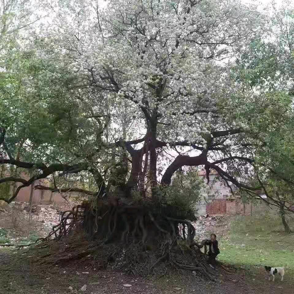 孤独过客
