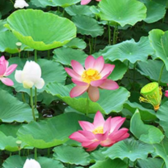 中帅