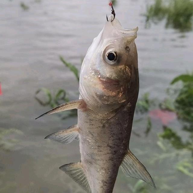 奶鲢杀手