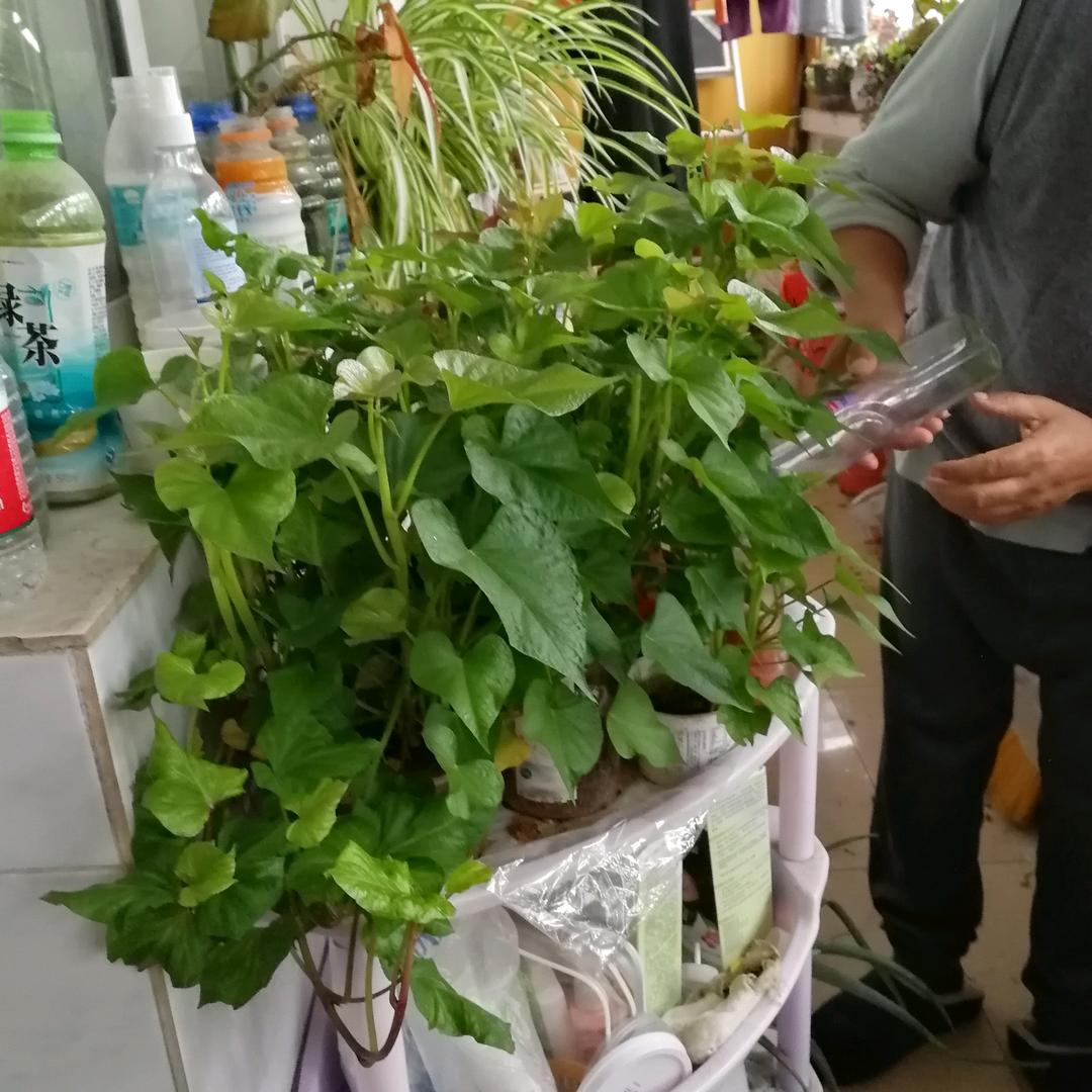 刘启明