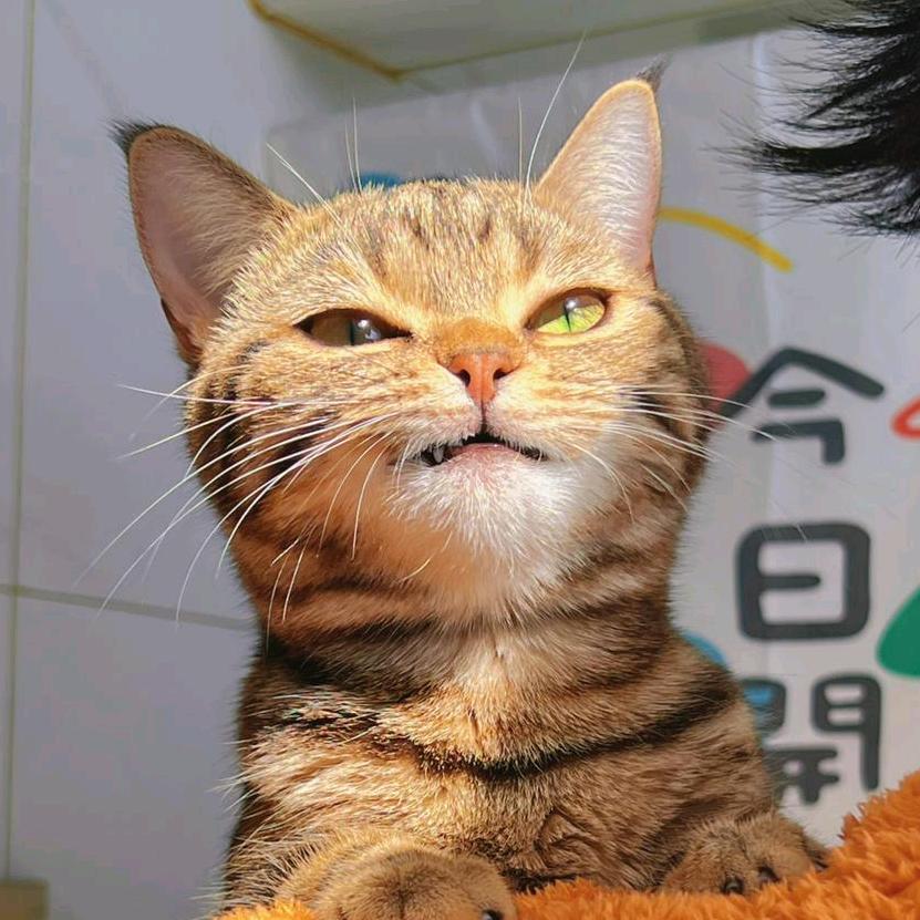 书佳子（回归中）