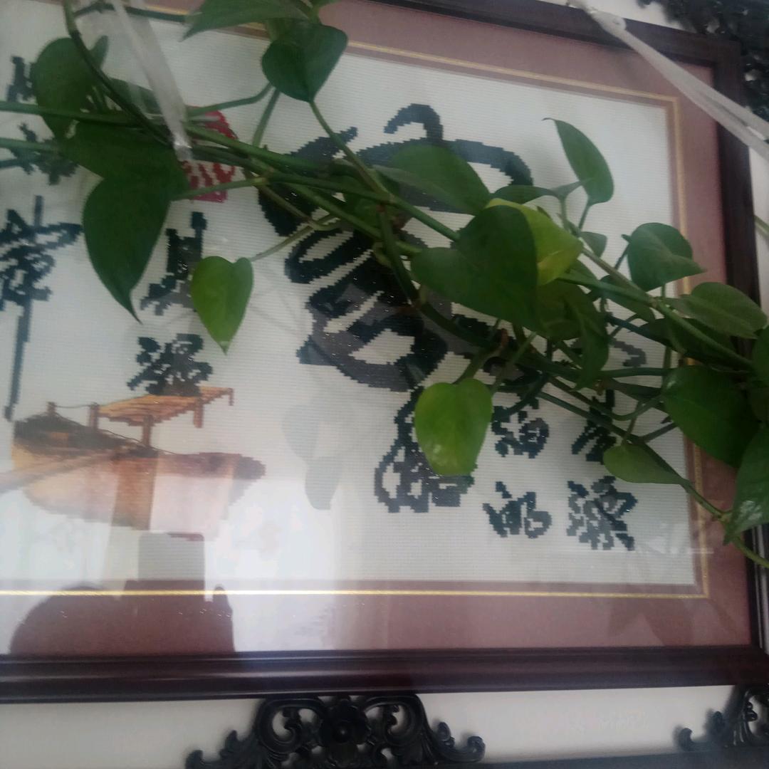 🌴不再孤独🌴