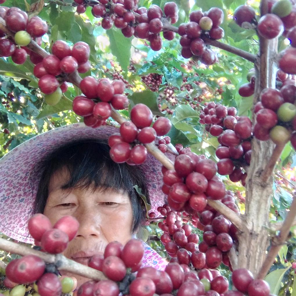 赵国芹