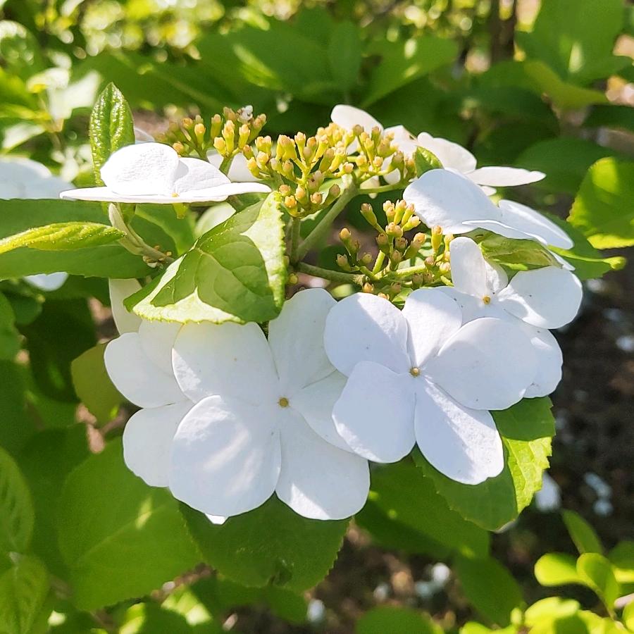 潇潇