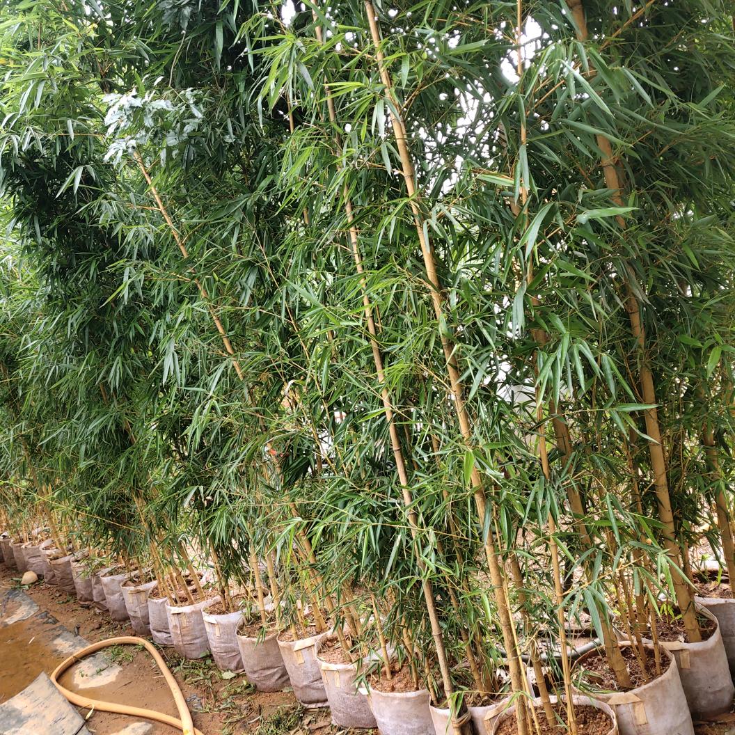 珍竹园艺