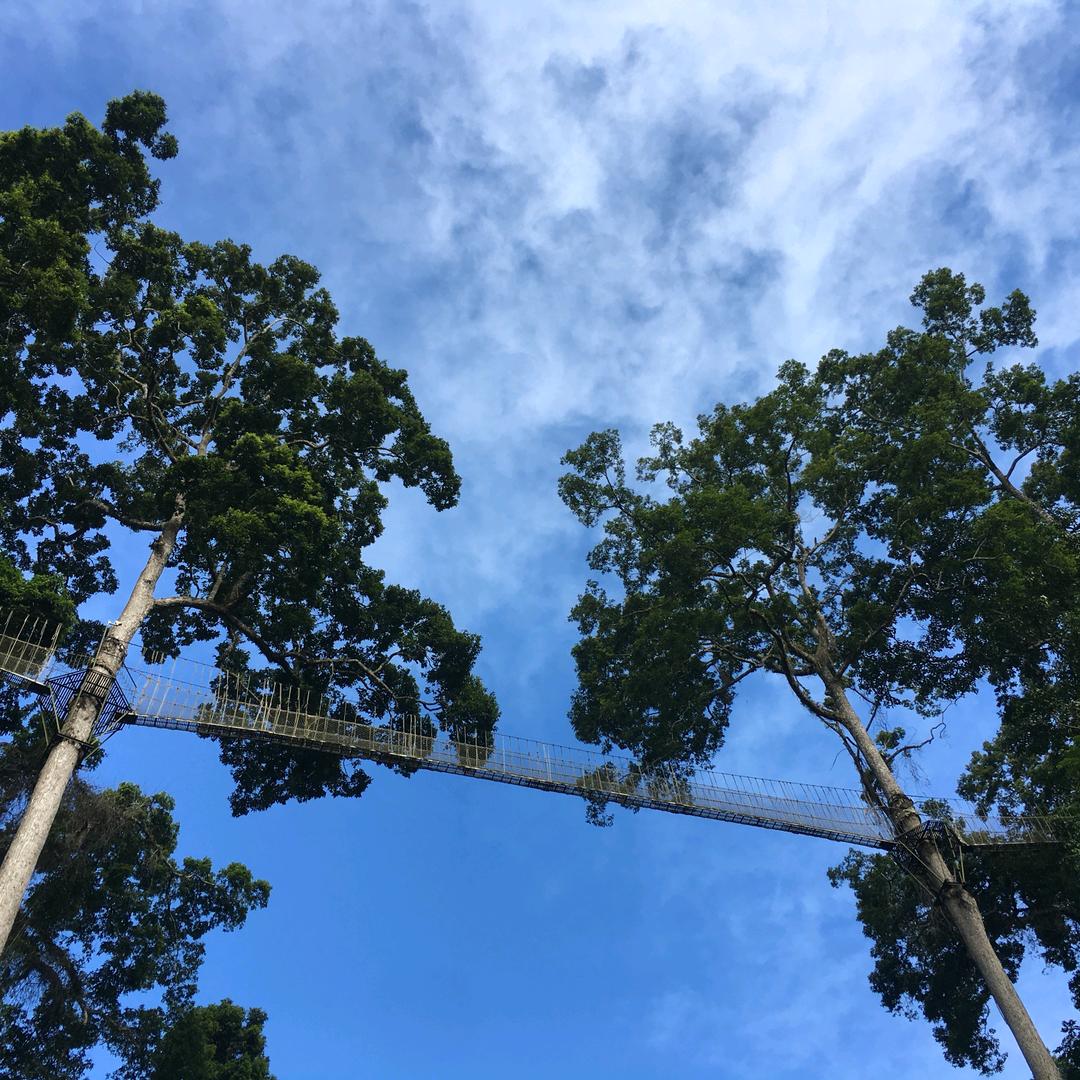西双版纳望天树景区