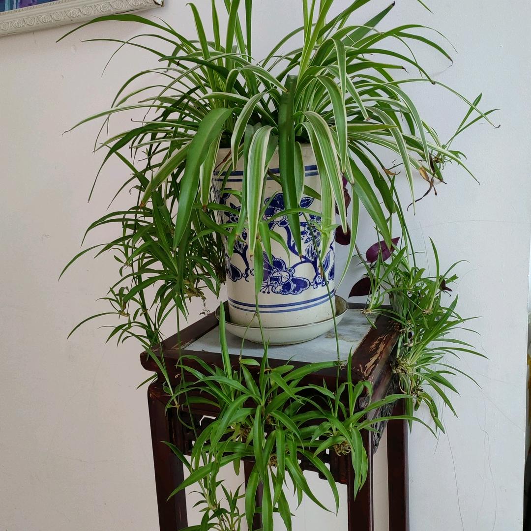 果仁