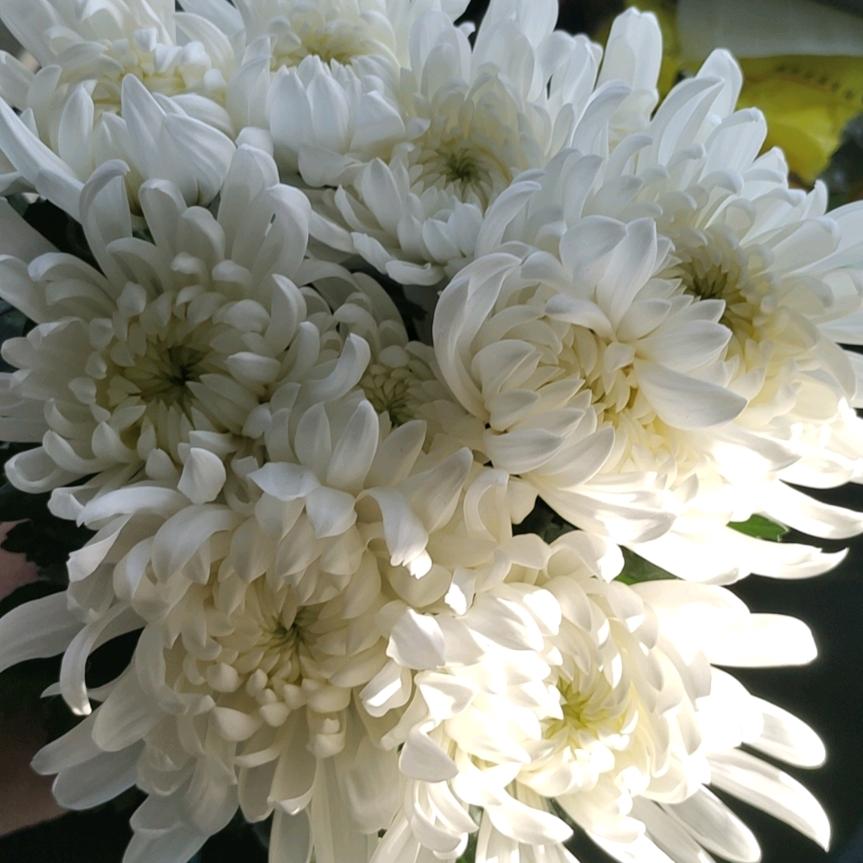 基地黄白菊种植批发（自产自销）