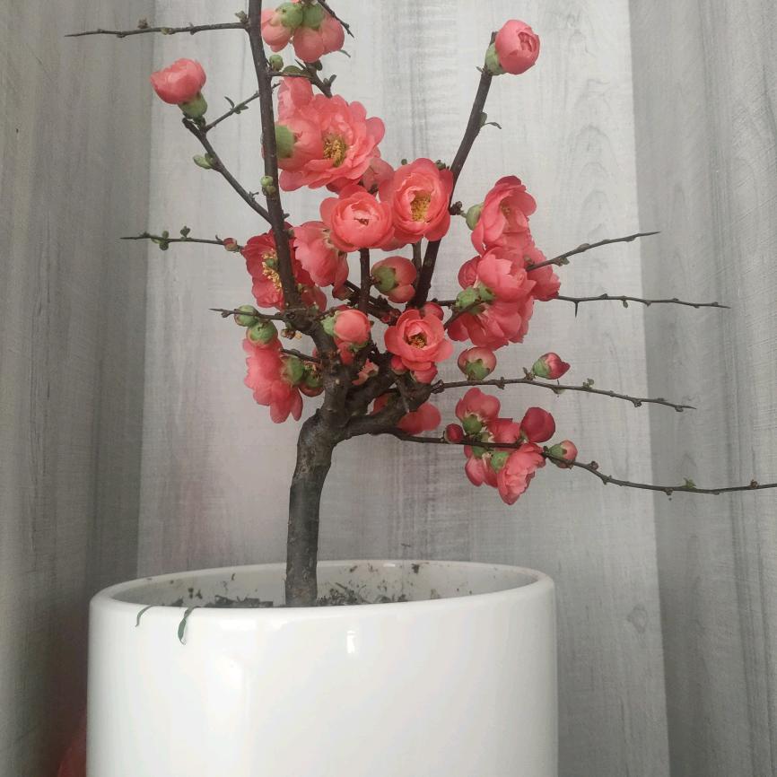 见面会有花吗.