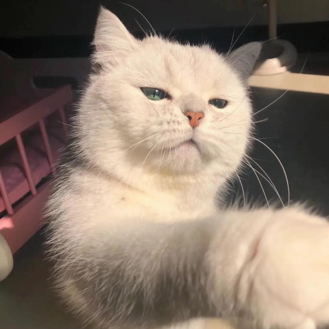 一只猫