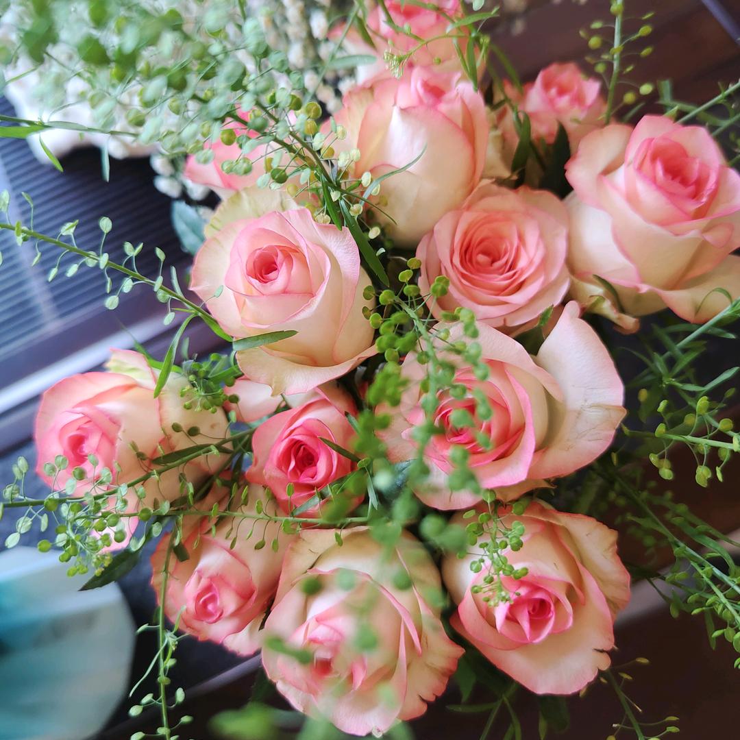 云南多彩绿植花卉