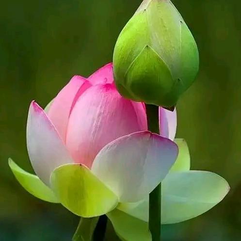 柳暗花明
