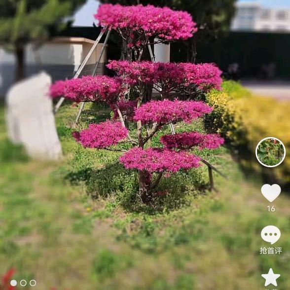 @ 哥  看淡红尘