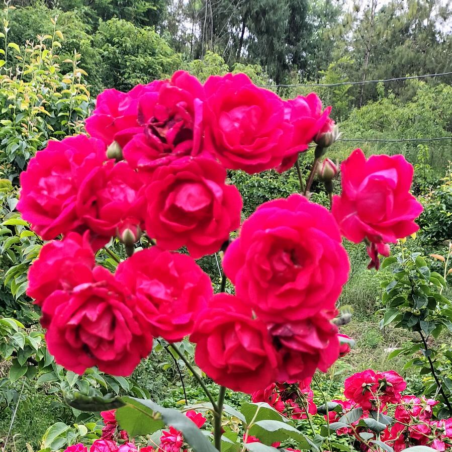 签收🌹幸福٩(͡๏̯͡๏)۶