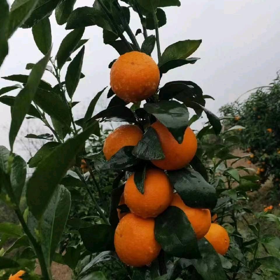 骑着蚊子去太空