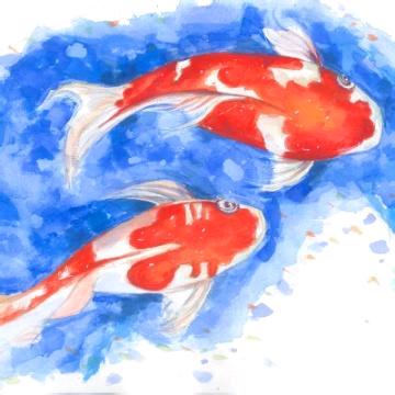 鱼贝贝锦鲤