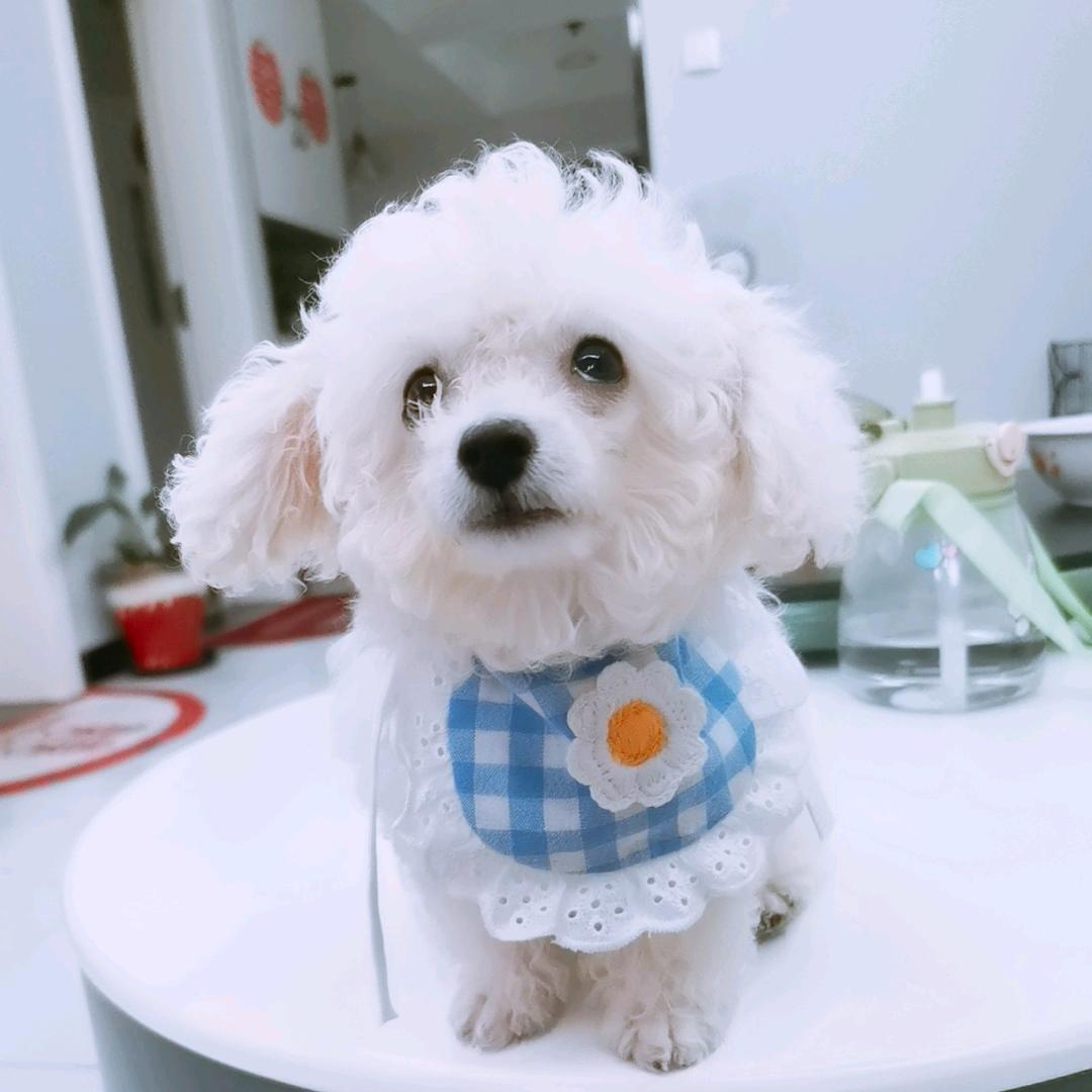 比熊💖旺仔小宝贝