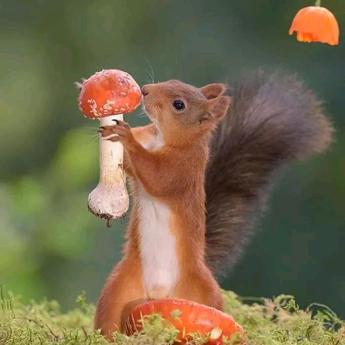松鼠幼儿养殖场 （售松鼠🐿）