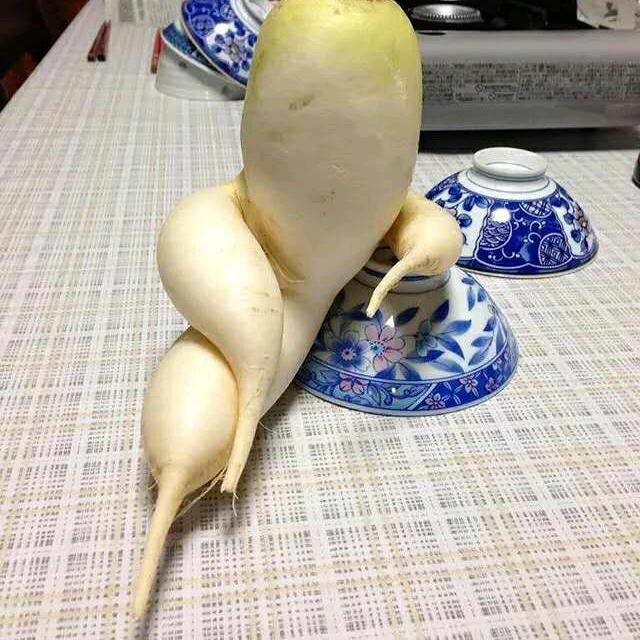 网箱萝卜