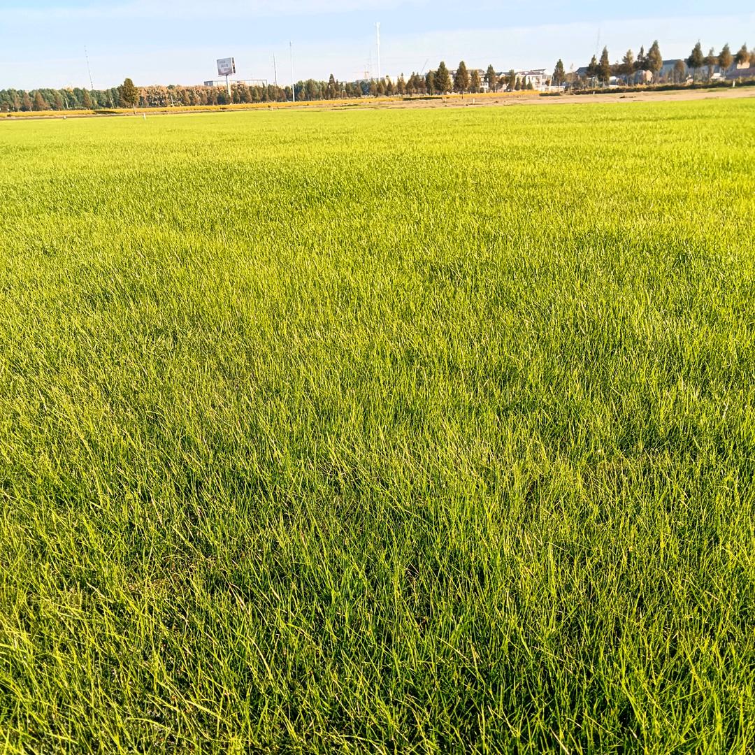 南京草坪种植基地