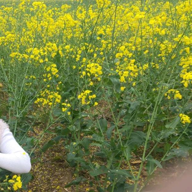 : ࿐: ღ᭄ꫛ别谈এۣۖิ如果