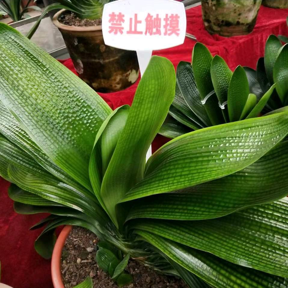 明洋君子兰2号店