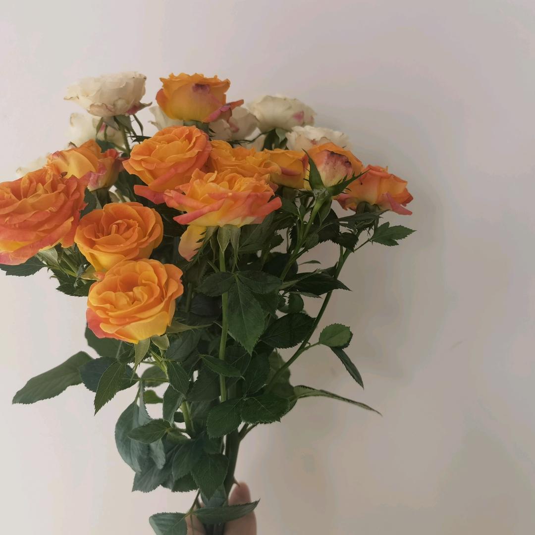 是霸王龙呀