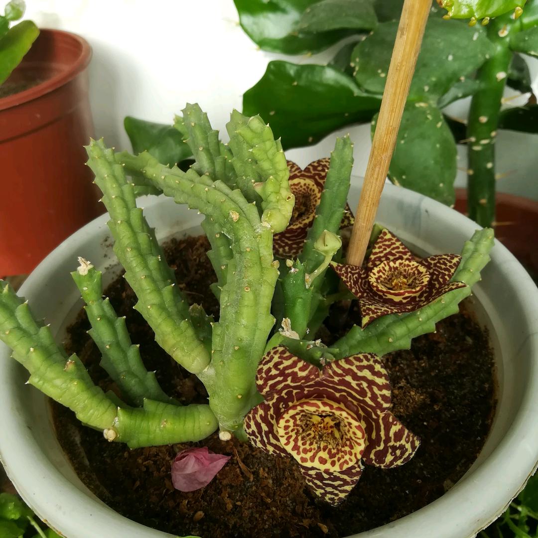 春暖花开。。。