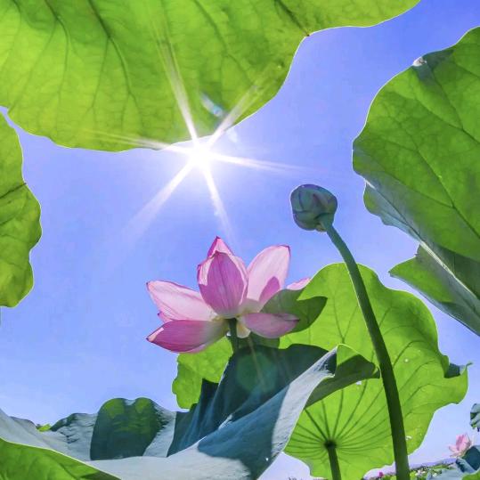 菠萝蜜