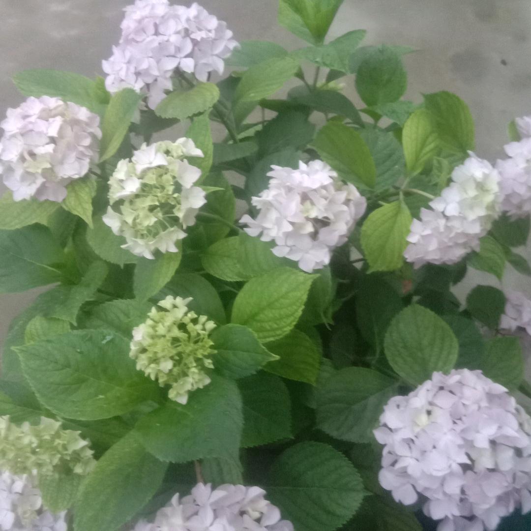 卫芳
