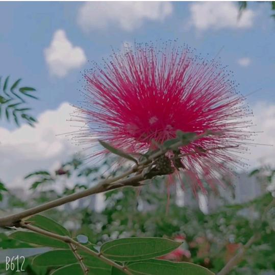 淡忘 《拒绝私信》