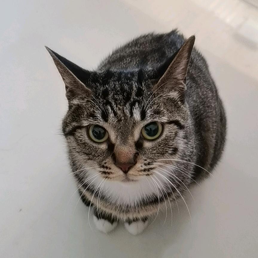 虎皮小猫