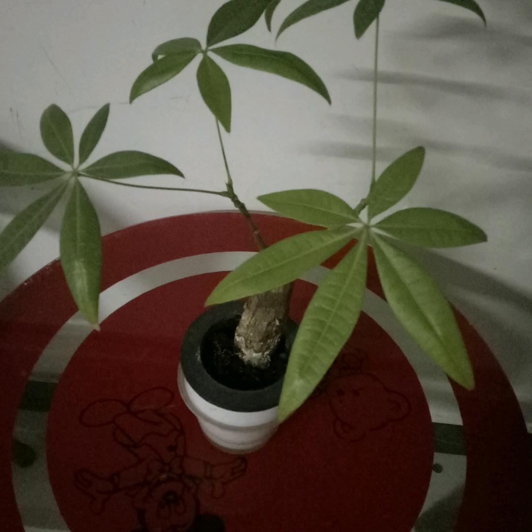 玉