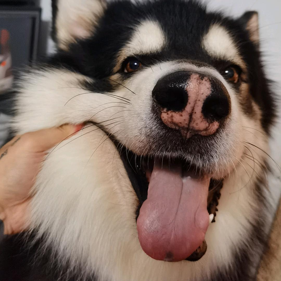 子峻🐶