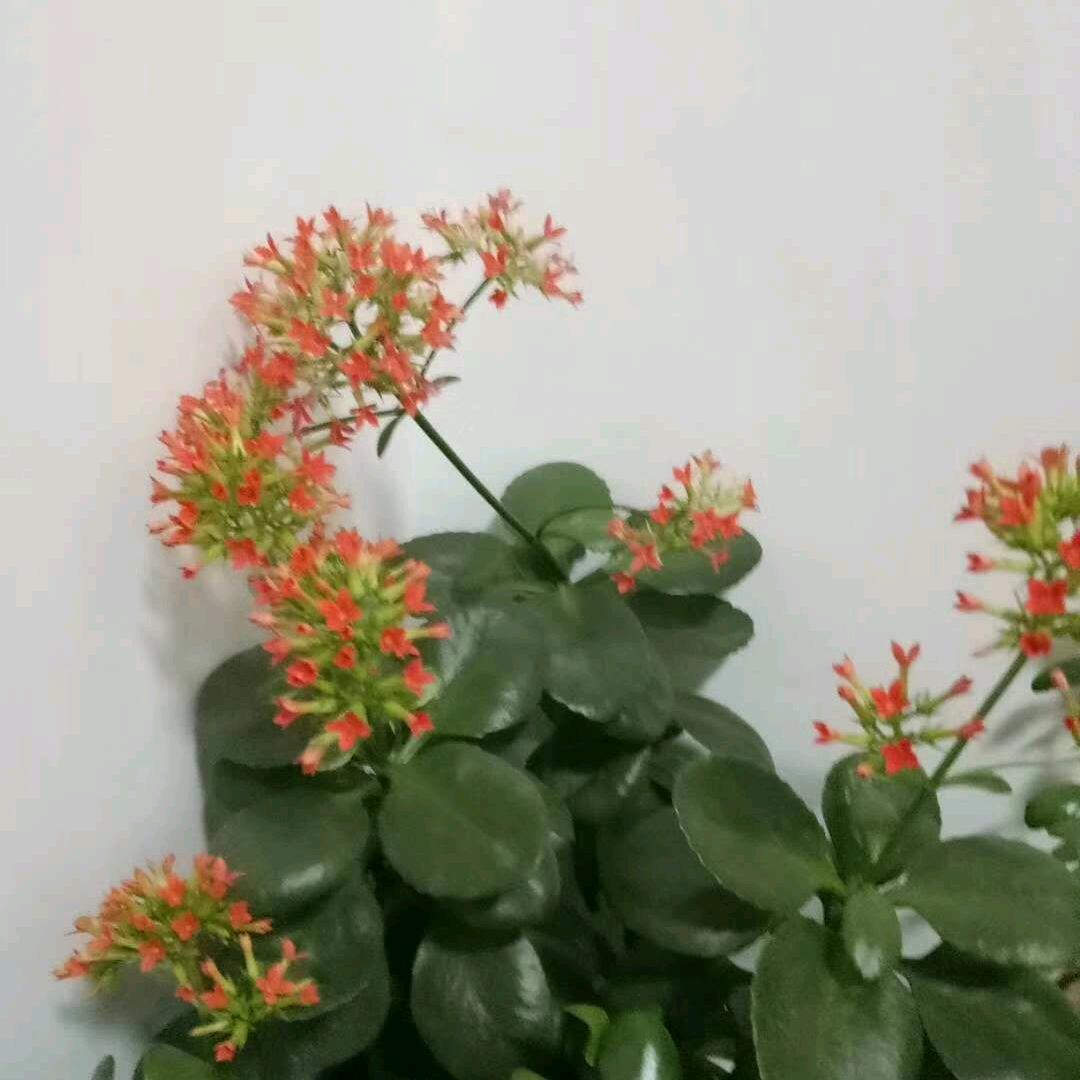 家有二凤