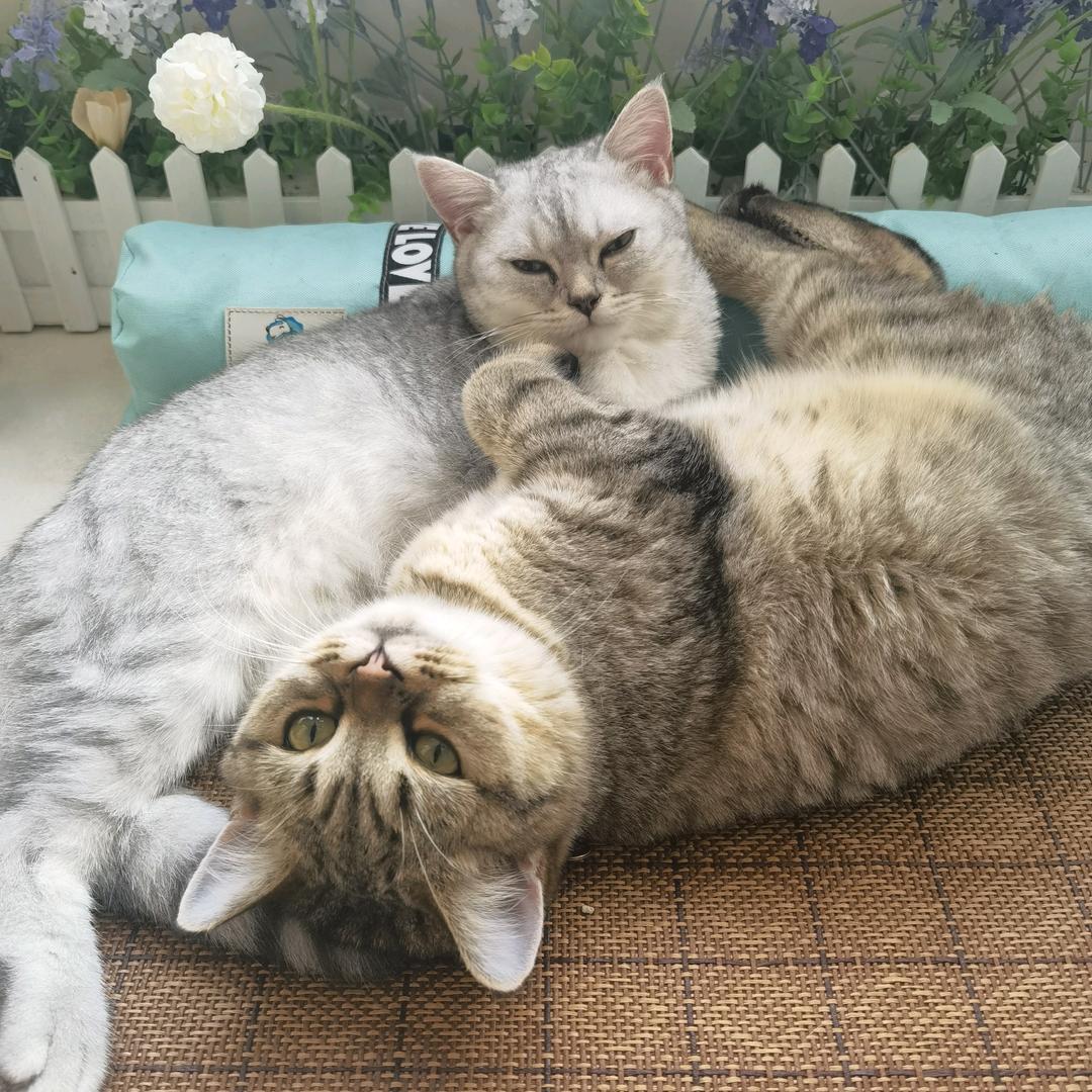 我有一只小猫驴
