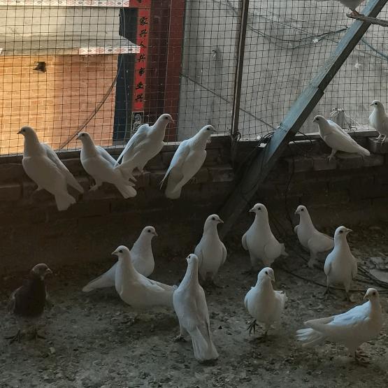 养鸽子专家