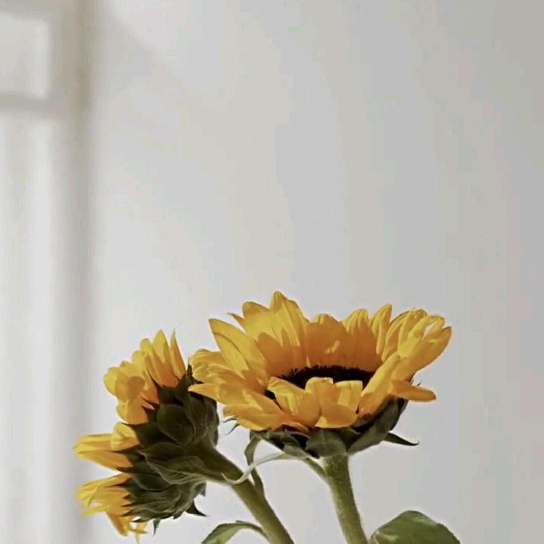 白色向日葵