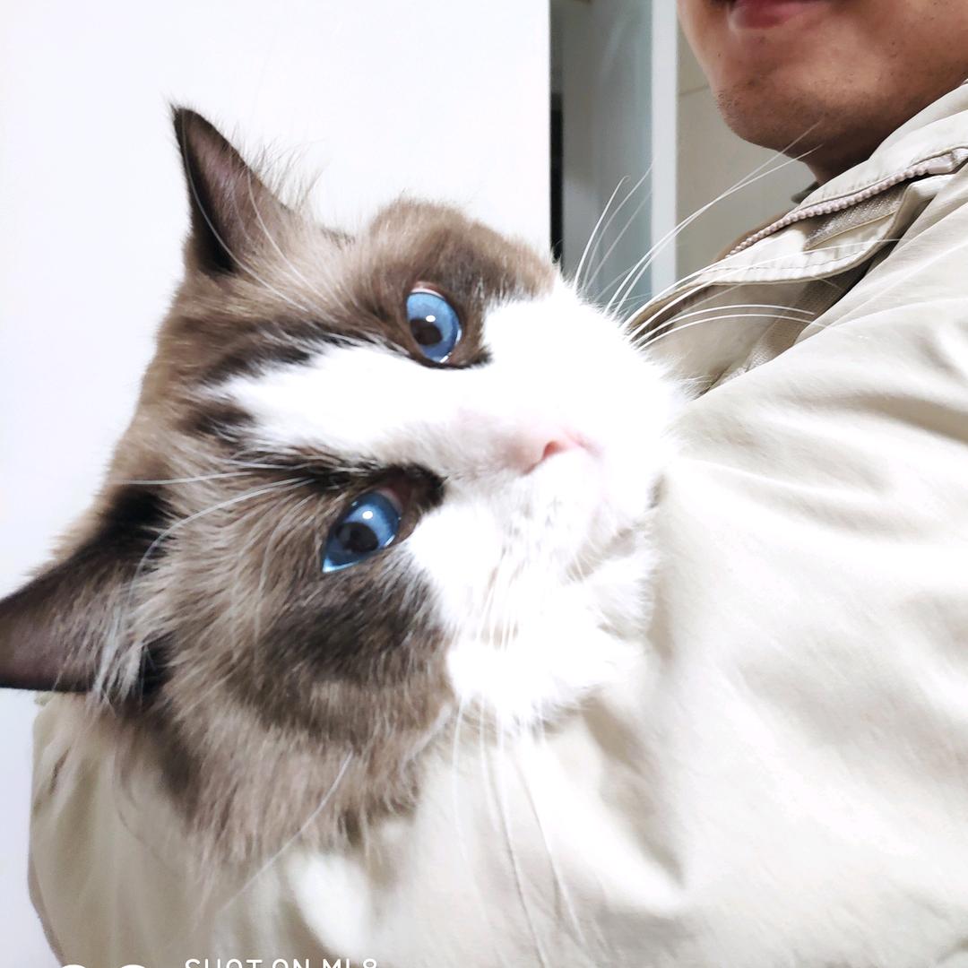 鲁班