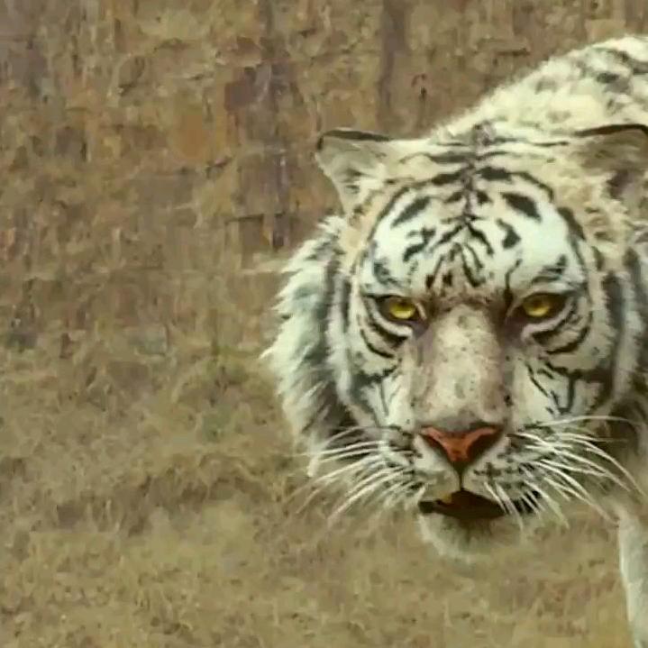北狼飘飘