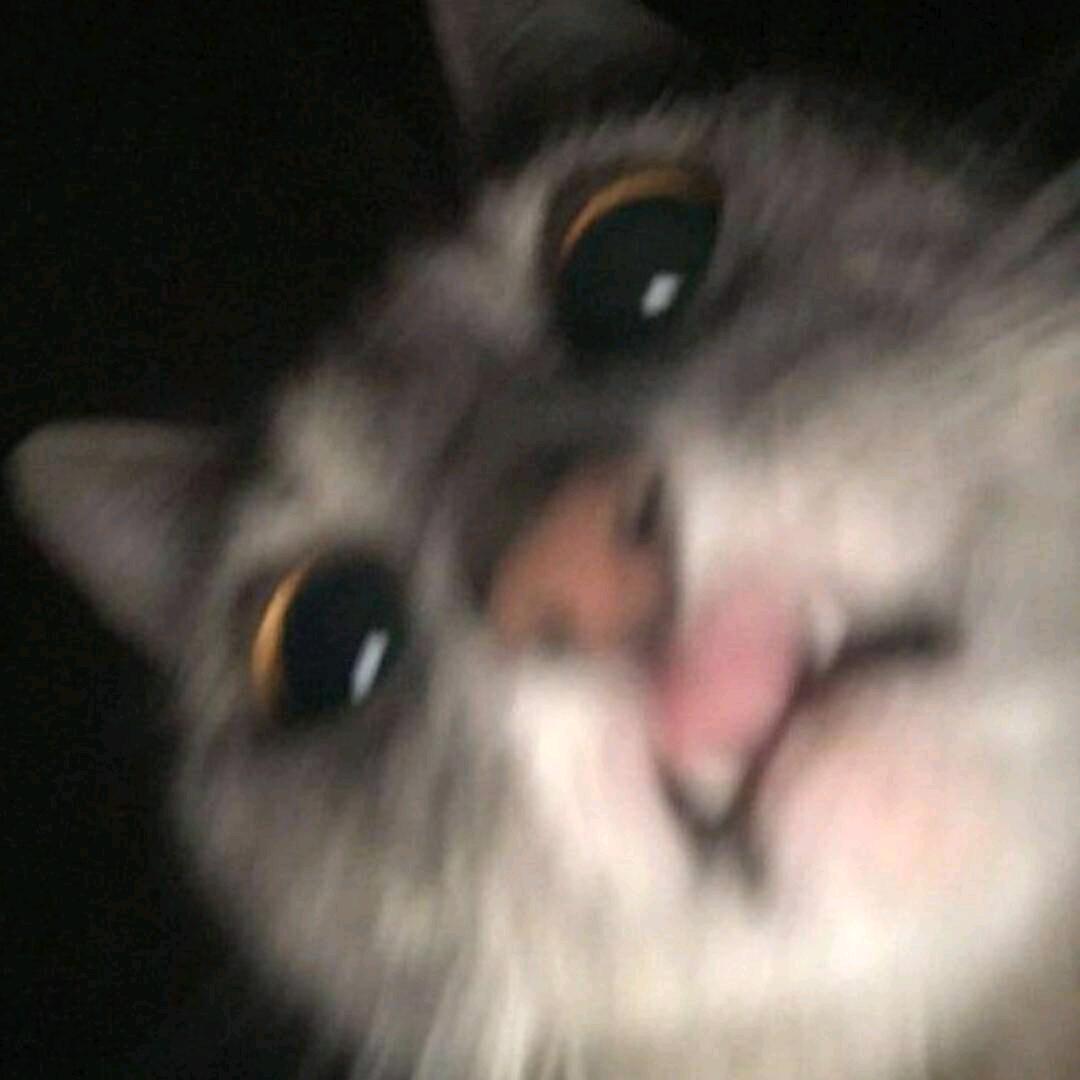 条狗不是狗