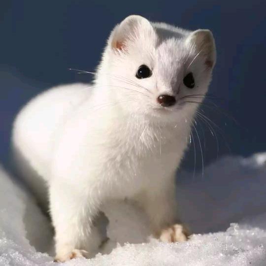 夏天的雪