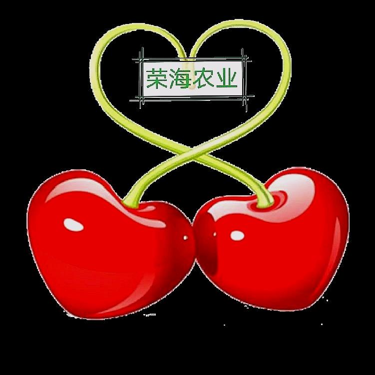 玉女山樱桃园