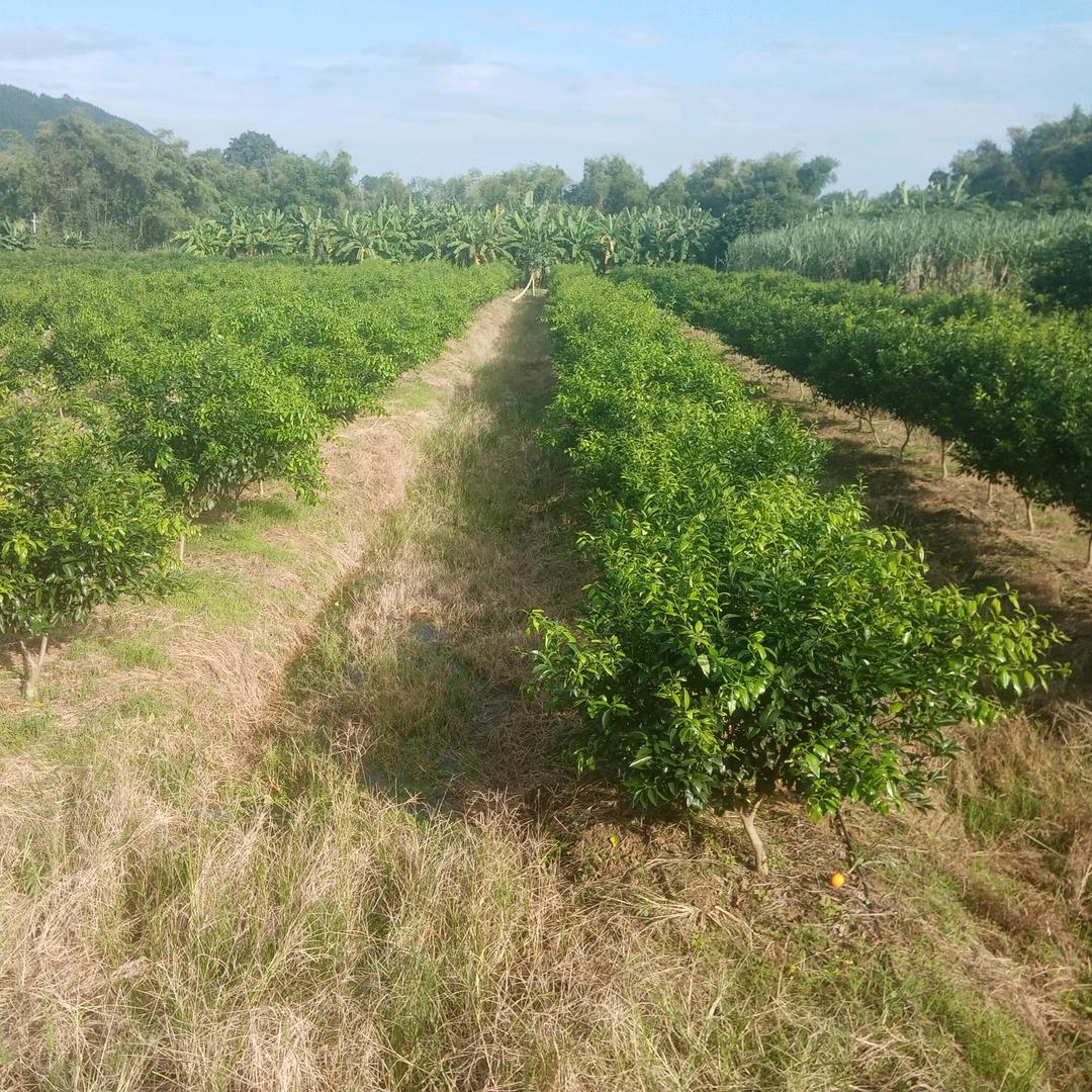 崇左桔缘家庭农场一曾凡甫